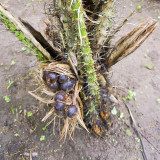 Salak Palm (Snake Fruit) Seeds | Salacca zalacca, Tropical Edible Fruit Palm Tree for Garden Planting