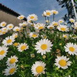 White Crystal Daisy Seeds – Mauranthemum paludosum, High Germination, Annual Biennial, Great for Borders & Landscapes