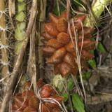 Salak Palm (Snake Fruit) Seeds | Salacca zalacca, Tropical Edible Fruit Palm Tree for Garden Planting
