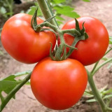 Venice F1-199 Tomato Seeds – Hybrid Variety, Early Maturing with Strong Vigour, High-Round Red Fruits, Crack-Resistant
