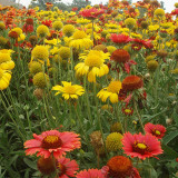 Perennial Gaillardia Seeds - Gaillardia aristata, Heat & Drought Tolerant, Long Blooming, Low Maintenance