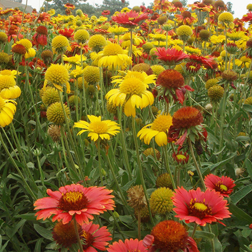 Perennial Gaillardia Seeds - Gaillardia aristata, Heat & Drought Tolerant, Long Blooming, Low Maintenance