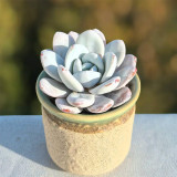Pure Snow Lotus Succulent Seeds | Echeveria laui, Original Thick White Powder Rosette Echeveria