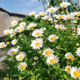 White Crystal Daisy Seeds – Mauranthemum paludosum, High Germination, Annual Biennial, Great for Borders & Landscapes