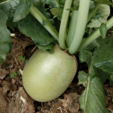 Xinlimei Radish Seeds | Raphanus sativus – Fresh-Eating, Purple Flesh, Crisp & Sweet