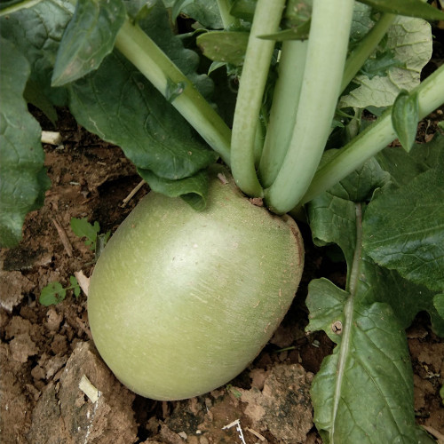 Xinlimei Radish Seeds | Raphanus sativus – Fresh-Eating, Purple Flesh, Crisp & Sweet