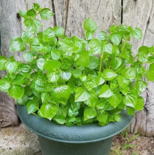 Peperomia Pellucida Herb Seeds, Vietnamese Crab Claw Edible Shiny Bush for Balcony Garden Planting