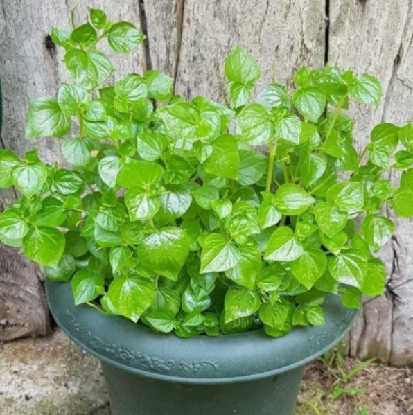 Peperomia Pellucida Herb Seeds, Vietnamese Crab Claw Edible Shiny Bush for Balcony Garden Planting