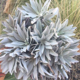 California White Sage Seeds - Salvia apiana, Aromatic Lamiaceae Perennial Shrub Herb for Landscape Decoration