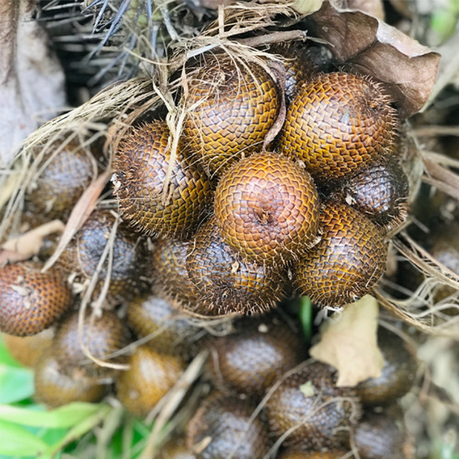 Salak Palm (Snake Fruit) Seeds | Salacca zalacca, Tropical Edible Fruit Palm Tree for Garden Planting