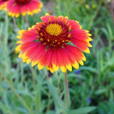 Perennial Gaillardia Seeds - Gaillardia aristata, Heat & Drought Tolerant, Long Blooming, Low Maintenance