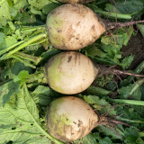 Xinlimei Radish Seeds | Raphanus sativus – Fresh-Eating, Purple Flesh, Crisp & Sweet