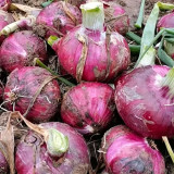 Zilu No.3 Purple Onion Seeds – Semi-tall Round Purple Onion, Cold Hardy, Easy to Grow, Great Taste