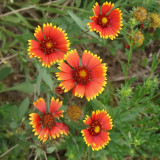 Perennial Gaillardia Seeds - Gaillardia aristata, Heat & Drought Tolerant, Long Blooming, Low Maintenance
