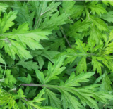 Artemisia Princeps Seeds, Korean Ssuk Edible Mugwort Perennial Herb for Home Garden