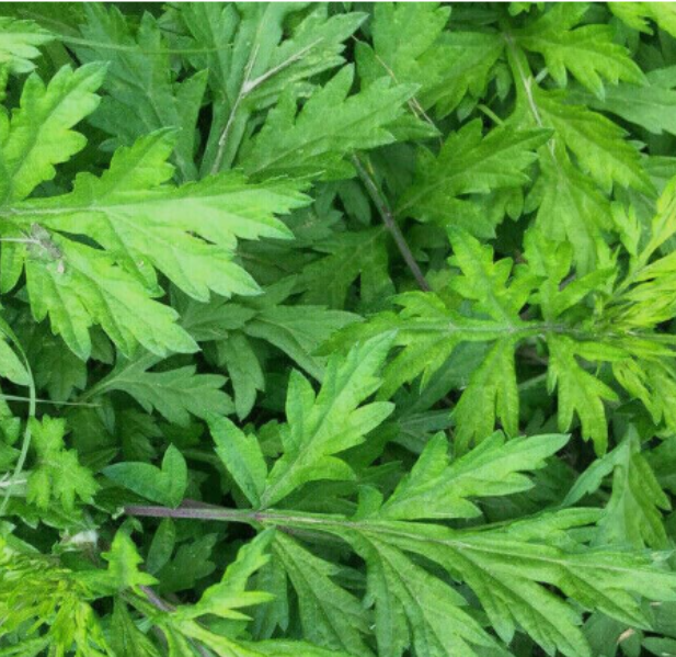 Artemisia Princeps Seeds, Korean Ssuk Edible Mugwort Perennial Herb for Home Garden