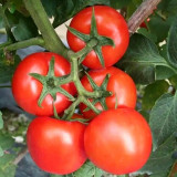 Venice F1-199 Tomato Seeds – Hybrid Variety, Early Maturing with Strong Vigour, High-Round Red Fruits, Crack-Resistant