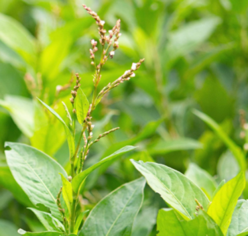 Japanese Indigo Dye Plant Seeds, Persicaria Tinctoria Natural Blue Dye Herb for Garden Planting