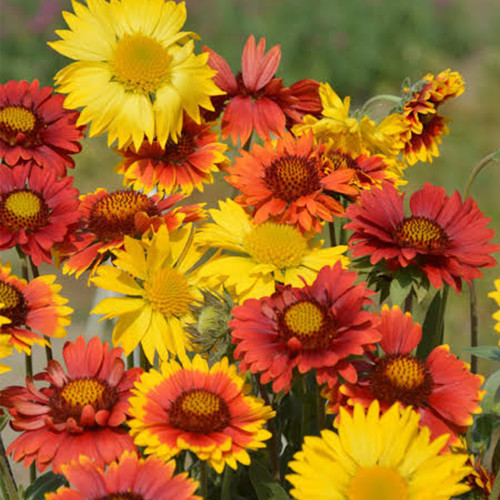 Perennial Gaillardia Seeds - Gaillardia aristata, Heat & Drought Tolerant, Long Blooming, Low Maintenance