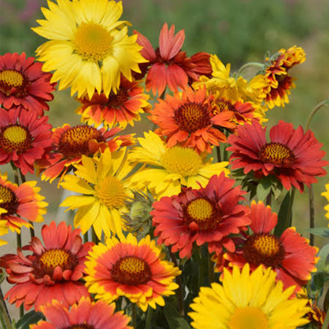 Perennial Gaillardia Seeds - Gaillardia aristata, Heat & Drought Tolerant, Long Blooming, Low Maintenance