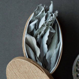 California White Sage Seeds - Salvia apiana, Aromatic Lamiaceae Perennial Shrub Herb for Landscape Decoration