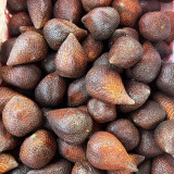 Salak Palm (Snake Fruit) Seeds | Salacca zalacca, Tropical Edible Fruit Palm Tree for Garden Planting