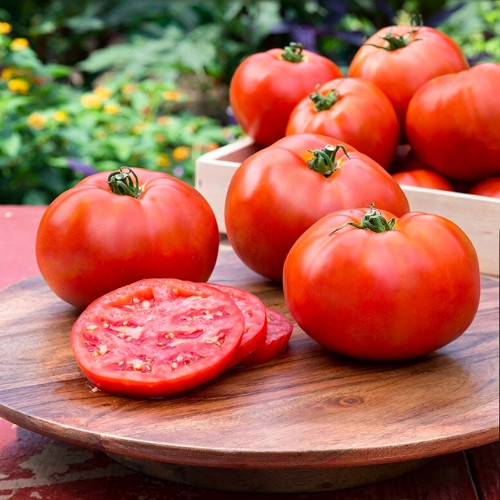 Venice F1-199 Tomato Seeds – Hybrid Variety, Early Maturing with Strong Vigour, High-Round Red Fruits, Crack-Resistant