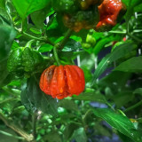 Dragon's Breath Pepper Seeds – Capsicum chinense, Superhot Chili for Extreme Spice Lovers