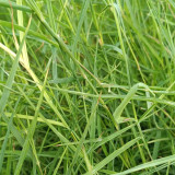 Bermudagrass Seeds - Cynodon dactylon, Drought Tolerant Turf Grass for Lawns, Sports Fields & Erosion Control