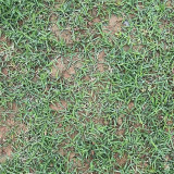 Bermudagrass Seeds - Cynodon dactylon, Drought Tolerant Turf Grass for Lawns, Sports Fields & Erosion Control