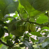 Dragon's Breath Pepper Seeds – Capsicum chinense, Superhot Chili for Extreme Spice Lovers