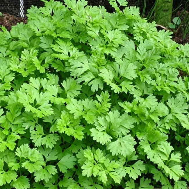 Italian Chervil Seeds - Anthriscus cerefolium, Fine Leaf Anise Flavor Culinary Herb, Western Cuisine Fine Parsley