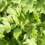 Garden Lovage Seeds – Levisticum officinale, Edible Perennial Herb, Wild Edible Greens, Celery & Fennel Aroma