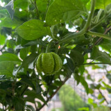 Dragon's Breath Pepper Seeds – Capsicum chinense, Superhot Chili for Extreme Spice Lovers