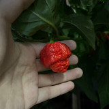 Dragon's Breath Pepper Seeds – Capsicum chinense, Superhot Chili for Extreme Spice Lovers