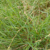 Bermudagrass Seeds - Cynodon dactylon, Drought Tolerant Turf Grass for Lawns, Sports Fields & Erosion Control