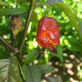 Purple Gator Jigsaw Ghost Pepper Seeds - Capsicum chinense Superhot Ornamental Chili