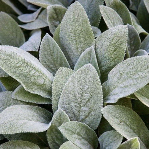 Lamb's Ear Seeds - Stachys byzantina, Drought-Tolerant Perennial, Cold-Hardy Silver Groundcover