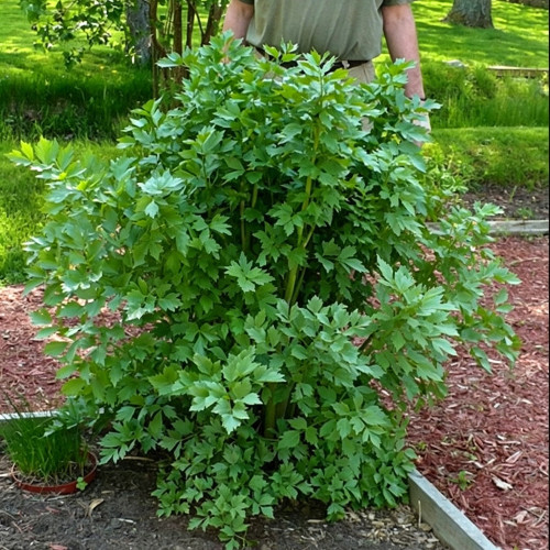Garden Lovage Seeds – Levisticum officinale, Edible Perennial Herb, Wild Edible Greens, Celery & Fennel Aroma