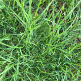 Bermudagrass Seeds - Cynodon dactylon, Drought Tolerant Turf Grass for Lawns, Sports Fields & Erosion Control