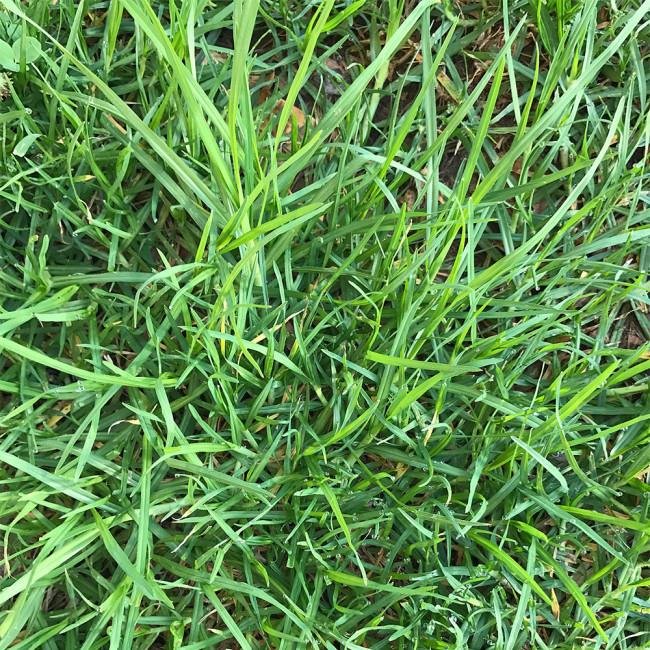 Bermudagrass Seeds - Cynodon dactylon, Drought Tolerant Turf Grass for Lawns, Sports Fields & Erosion Control