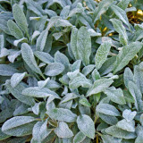 Lamb's Ear Seeds - Stachys byzantina, Drought-Tolerant Perennial, Cold-Hardy Silver Groundcover