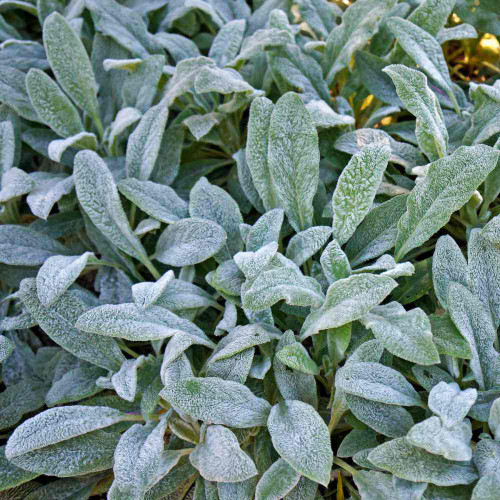 Lamb's Ear Seeds - Stachys byzantina, Drought-Tolerant Perennial, Cold-Hardy Silver Groundcover