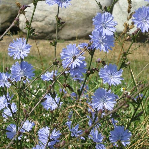 Coffee Chicory Seeds – Cichorium intybus, Roasted Root Used as Coffee Substitute, Edible Herb, Blue-Flowered Ornamental Variety