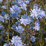 Coffee Chicory Seeds – Cichorium intybus, Roasted Root Used as Coffee Substitute, Edible Herb, Blue-Flowered Ornamental Variety
