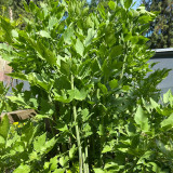 Garden Lovage Seeds – Levisticum officinale, Edible Perennial Herb, Wild Edible Greens, Celery & Fennel Aroma