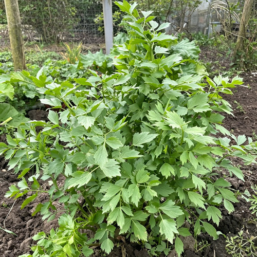 Garden Lovage Seeds – Levisticum officinale, Edible Perennial Herb, Wild Edible Greens, Celery & Fennel Aroma