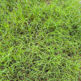 Bermudagrass Seeds - Cynodon dactylon, Drought Tolerant Turf Grass for Lawns, Sports Fields & Erosion Control