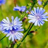 Coffee Chicory Seeds – Cichorium intybus, Roasted Root Used as Coffee Substitute, Edible Herb, Blue-Flowered Ornamental Variety