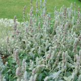 Lamb's Ear Seeds - Stachys byzantina, Drought-Tolerant Perennial, Cold-Hardy Silver Groundcover